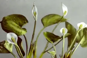 botany-flowers-closeup