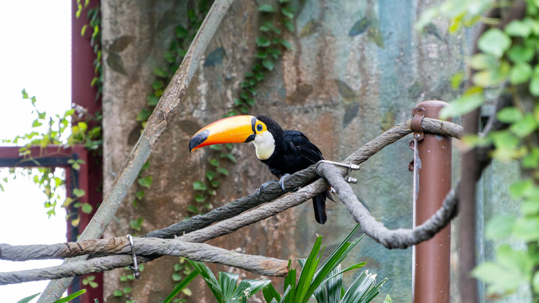 Close-up of a vibrant toucan perched on a branch in a lush, tropical environment. Ideal for nature themes.
